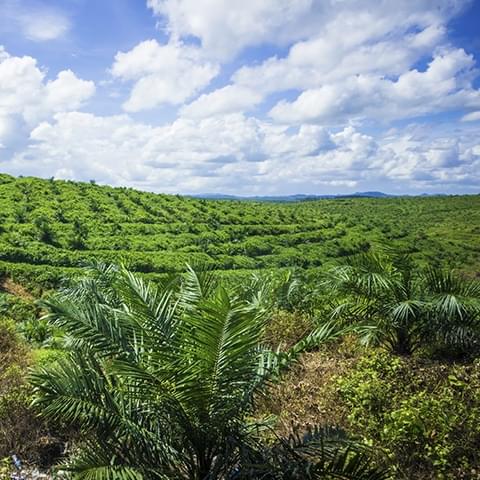 Nous sommes membres et défenseurs de la Table ronde sur la production durable d’huile de palme (Roundtable on Sustainable Palm Oil, RSPO)