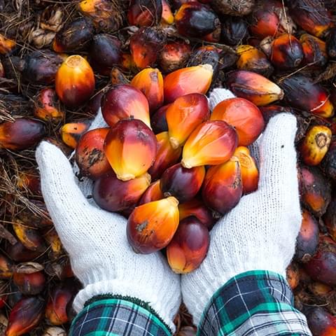 Nous sommes leaders dans l’utilisation d’huile de palme durable telle que définie par le World Wildlife Fund (WWF)